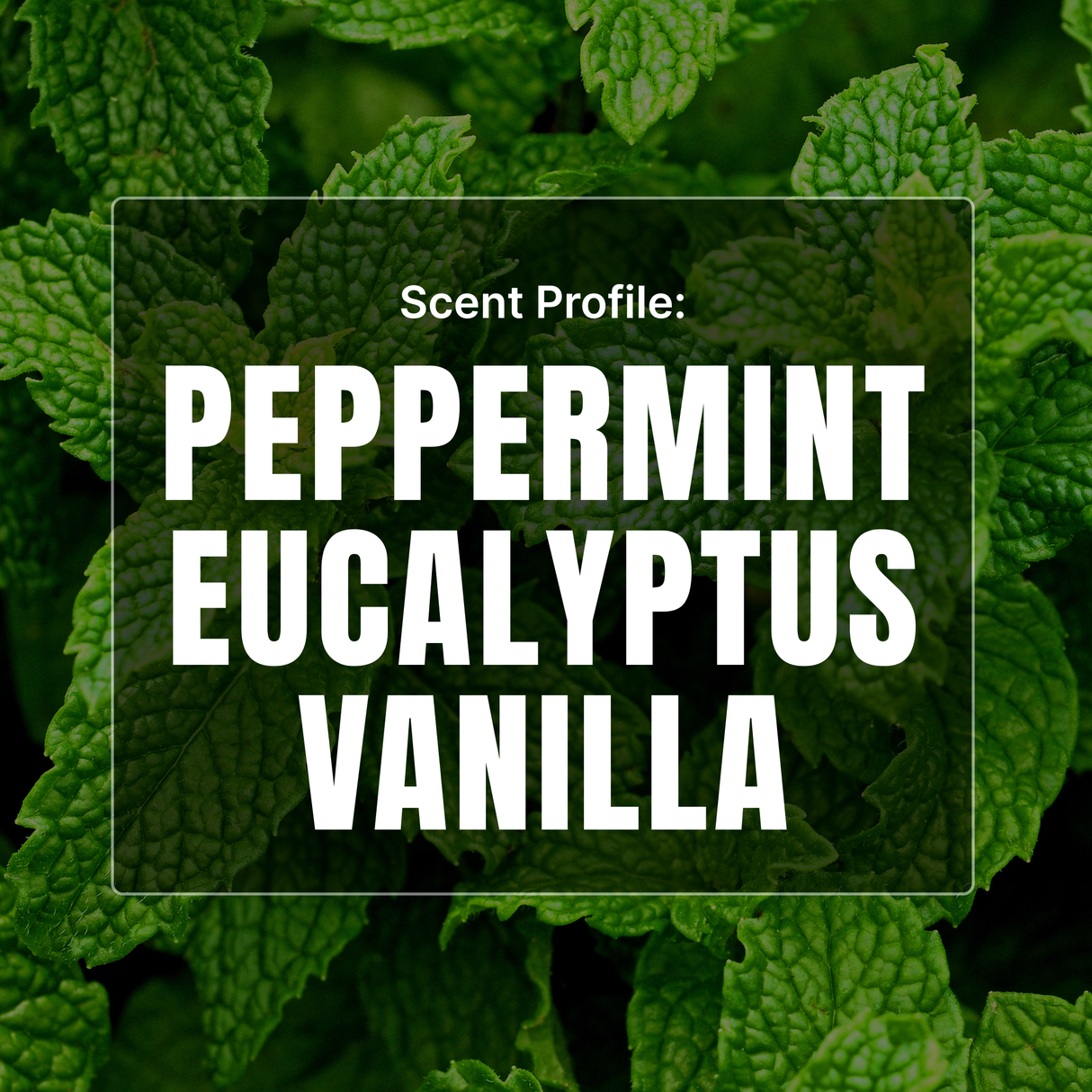 Text 'Scent Profile: Peppermint Eucalyptus Vanilla' on a background of green leaves.