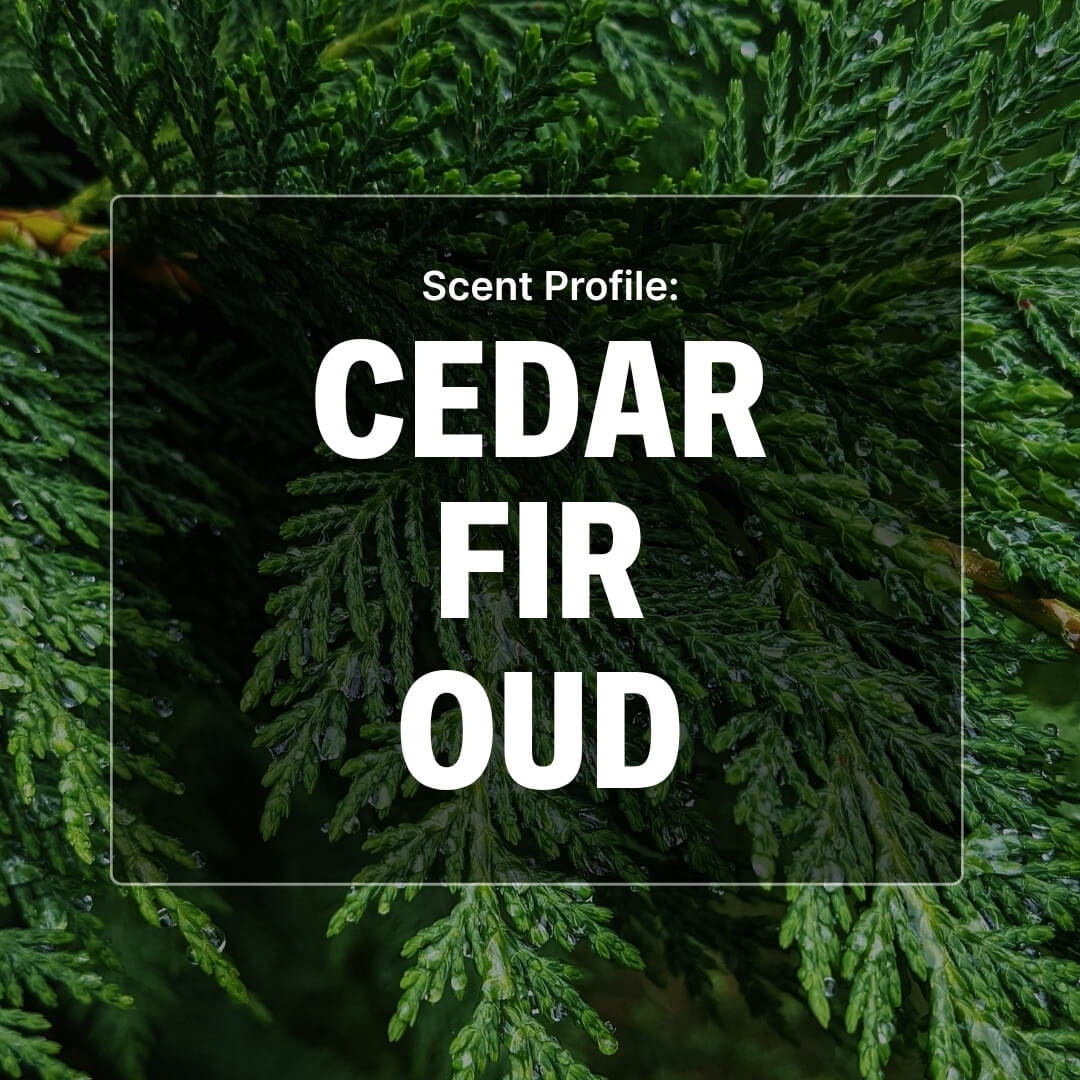 Text 'Scent Profile: Cedar Fir Oud' over a background of green cedar leaves.