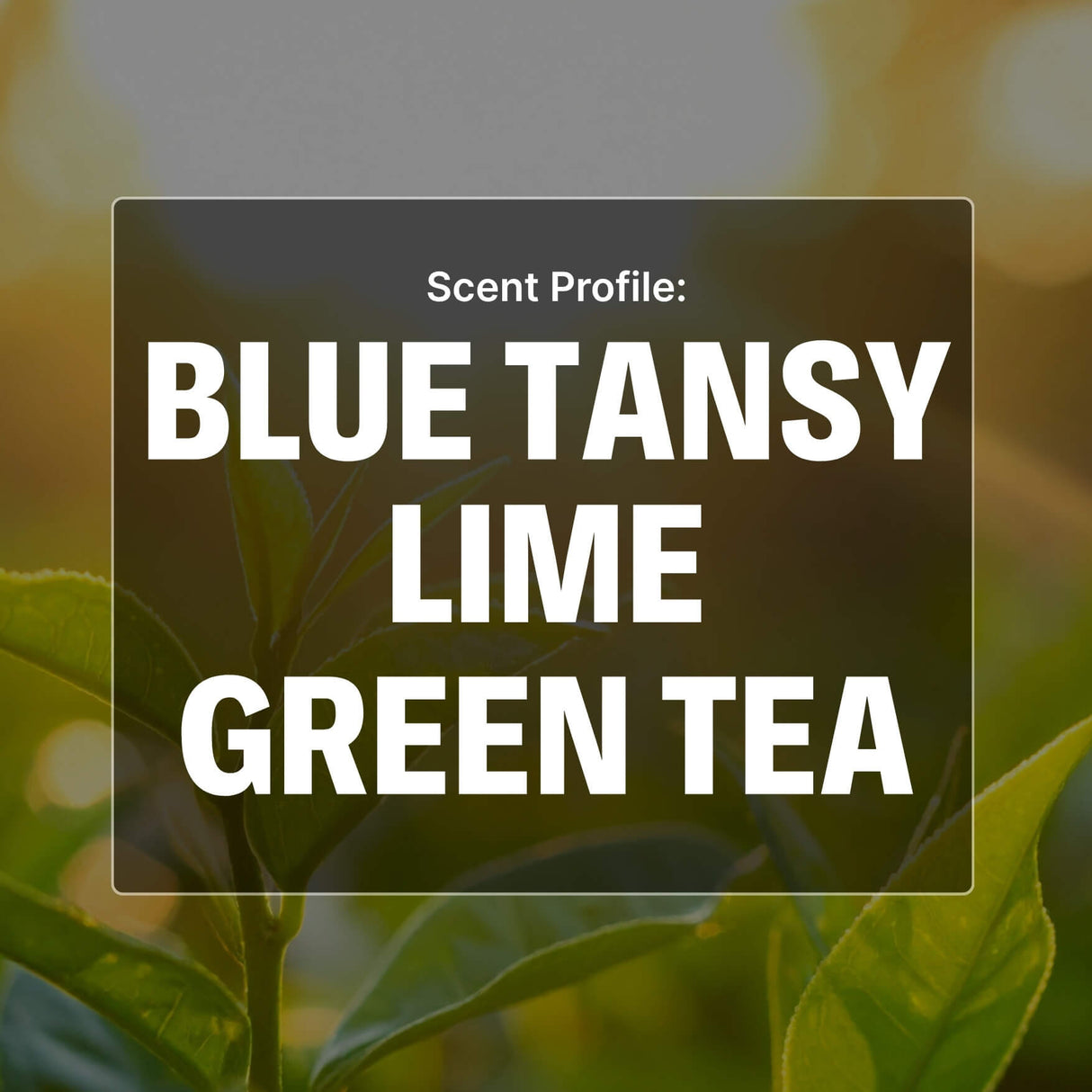 Text overlay on a blurred green leaf background indicating 'Blue Tansy Lime Green Tea' scent profile.