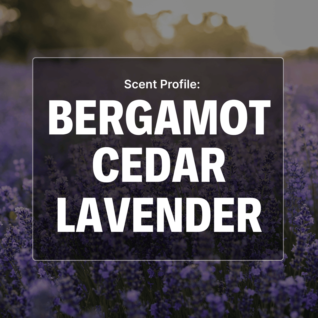 Text 'Scent Profile: Bergamot Cedar Lavender' over a blurred background of lavender flowers.
