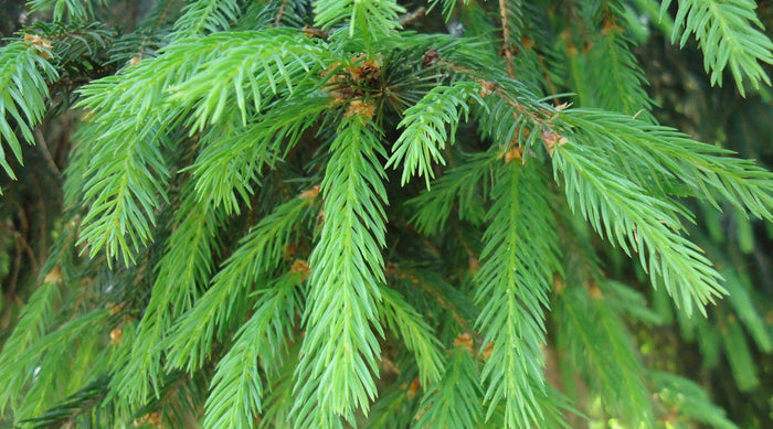 Close-up of black spruce tree
