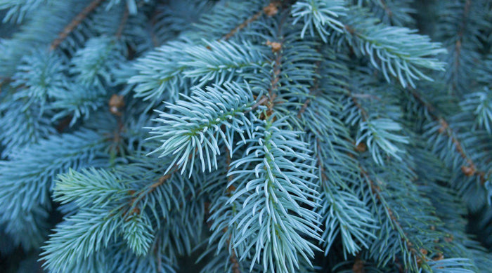 Blue Cypress Tree Branches