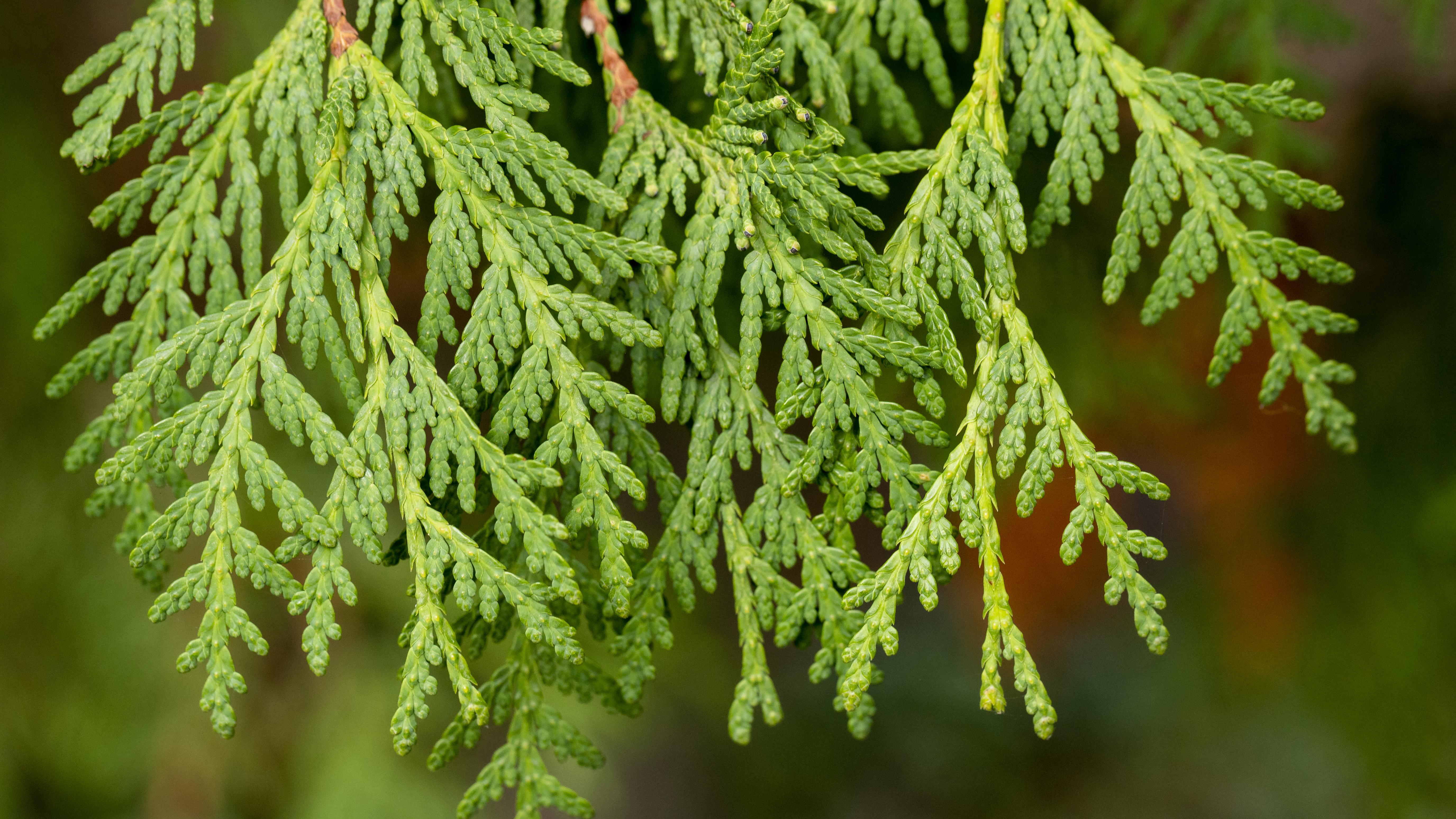 Close up of cedar branches
