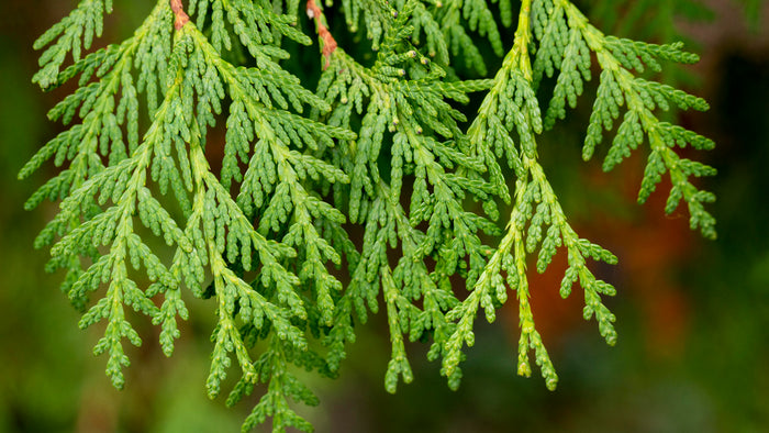 Close up of cedar branches
