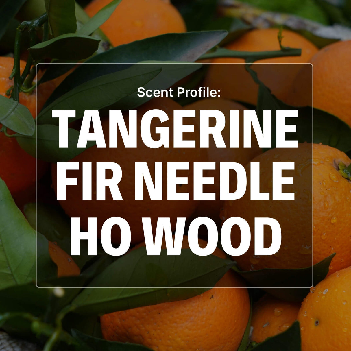 Tangerines with leaves and text overlay 'Scent Profile: Tangerine Fir Needle Ho Wood' on a dark background