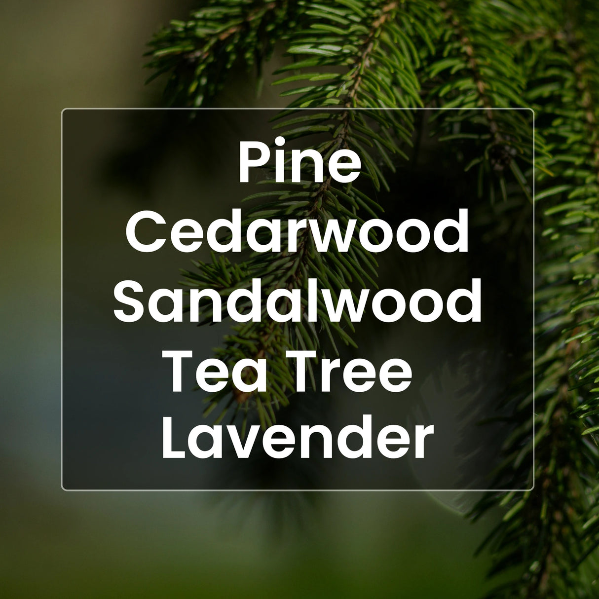 Fresh Forest Beard Oil - Pine, Cedar, Sandalwood, Tea Tree, Lavender