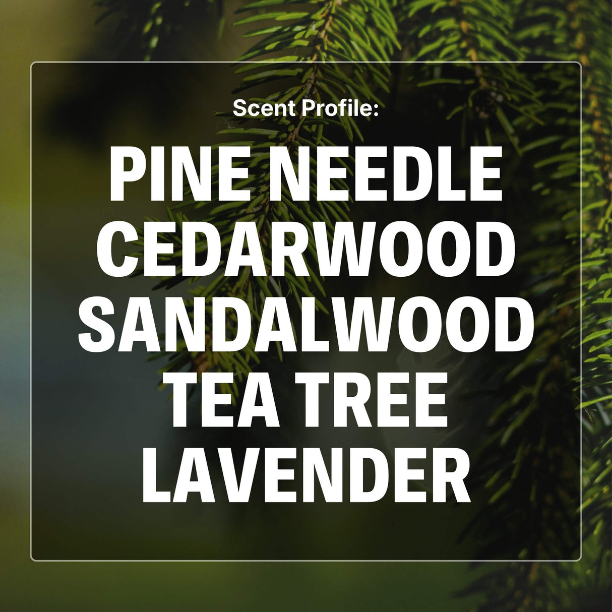 Text displaying a scent profile with pine needle, cedarwood, sandalwood, tea tree, and lavender against a blurred green background.
