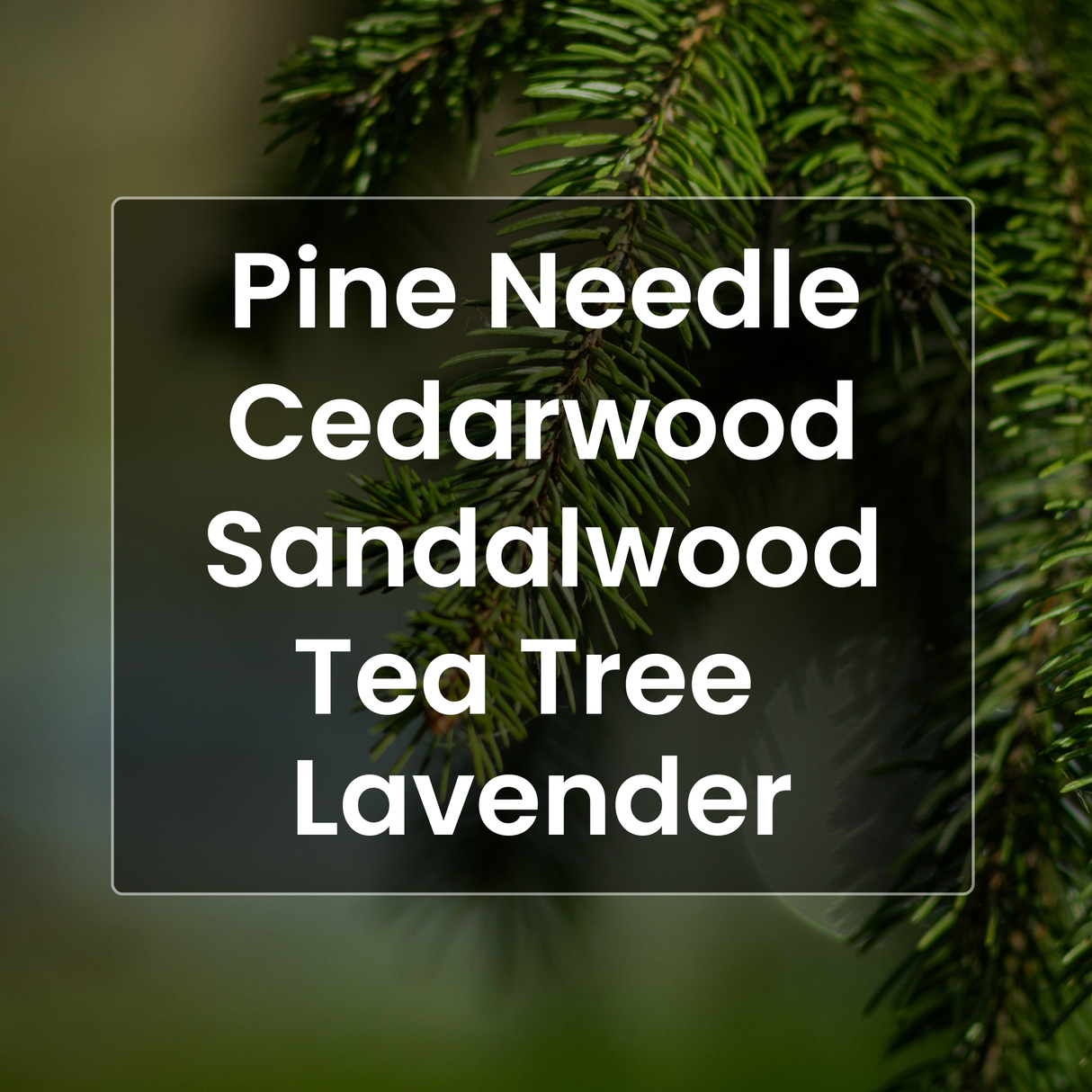 Pine needle with text overlay of essential oil names on a blurred green background