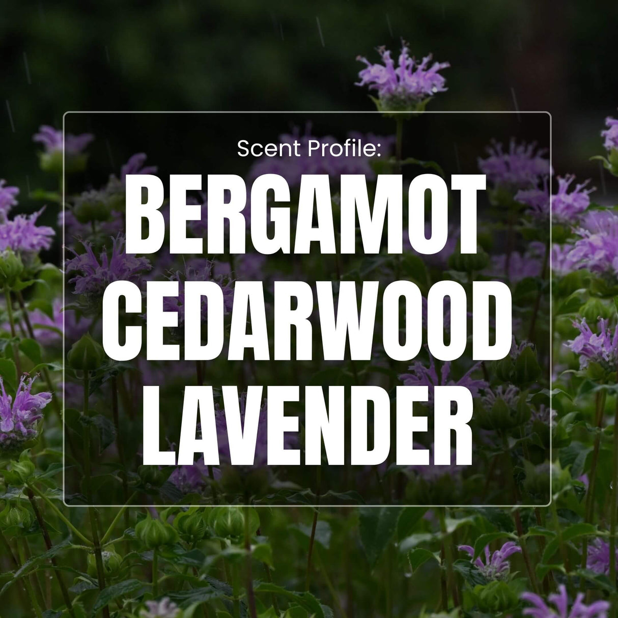 Purple flowers with text overlay 'Scent Profile: Bergamot Cedarwood Lavender' on a dark background