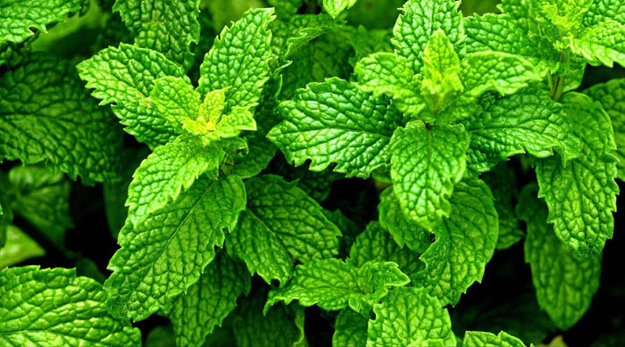 Close-up of green mint leaves