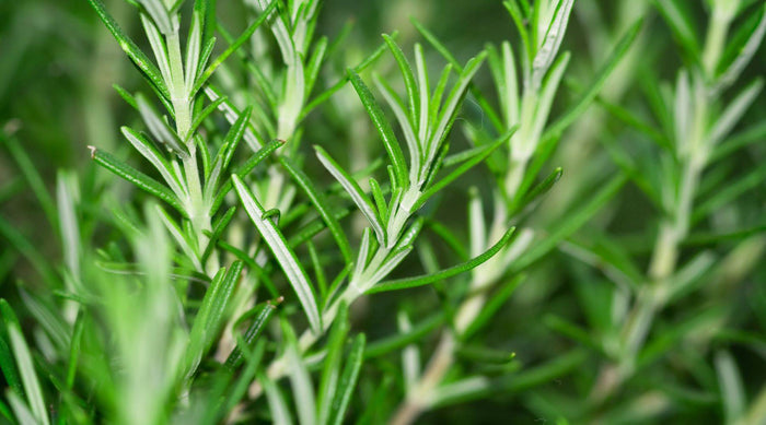 Close-up of green rosemary leaves with a blurred background