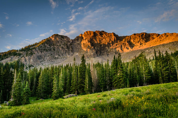 Mountain landscape with trees and a clear sky
