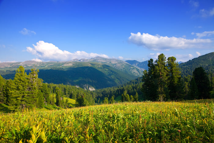 Scenic view of a mountainous landscape with green trees and blue sky.