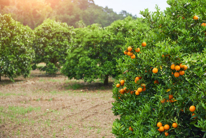Orchard with orange trees bearing fruit