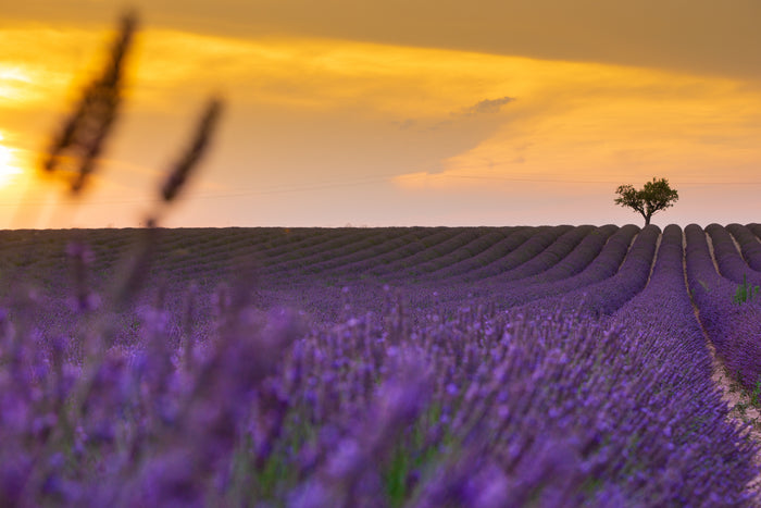 Rows of lavender in a field