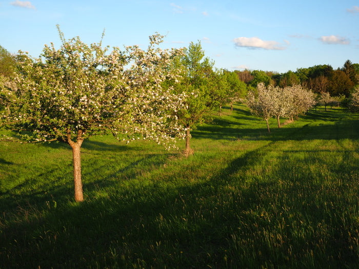 Apple trees in an orchard with green grass and blue sky